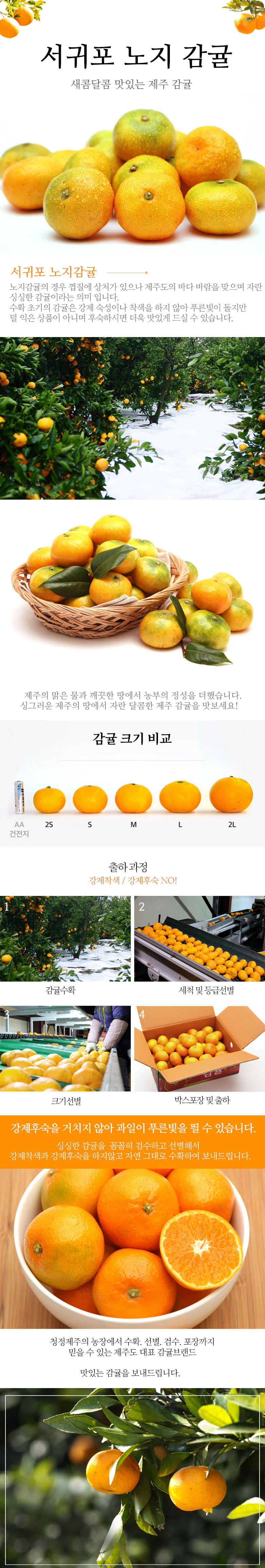 타이백 고당도 노지감귤