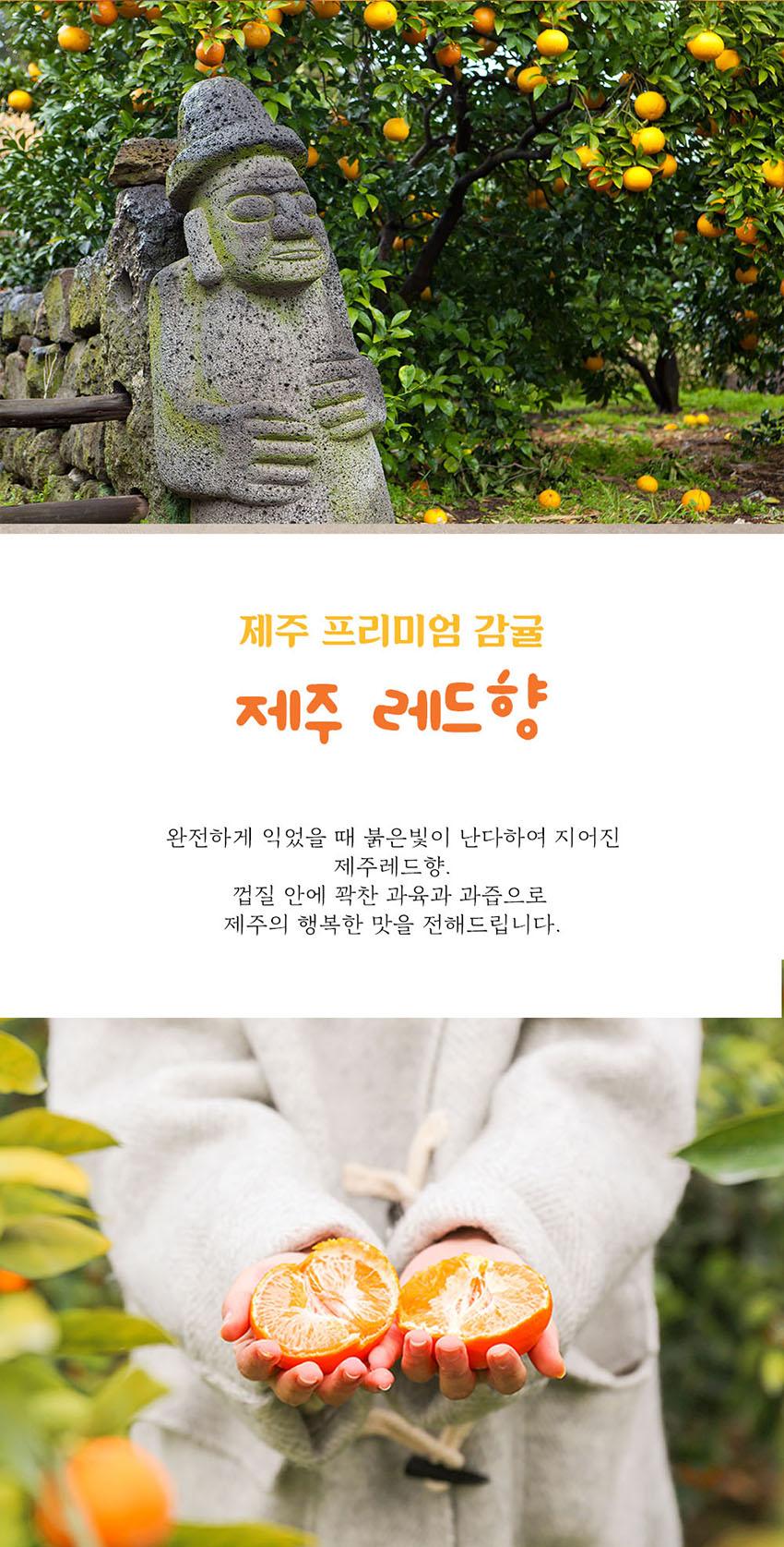 선물고팡 제주 초고당도 명품 레드향 3kg, 5kg