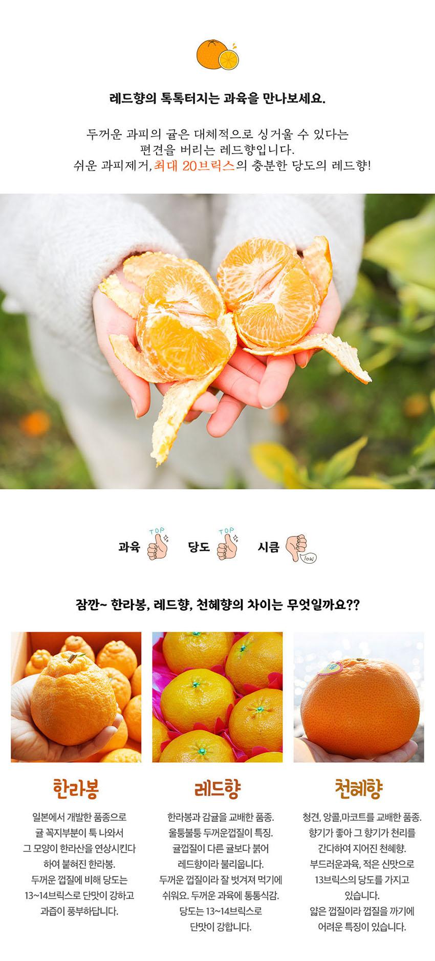 선물고팡 제주 초고당도 명품 레드향 3kg, 5kg