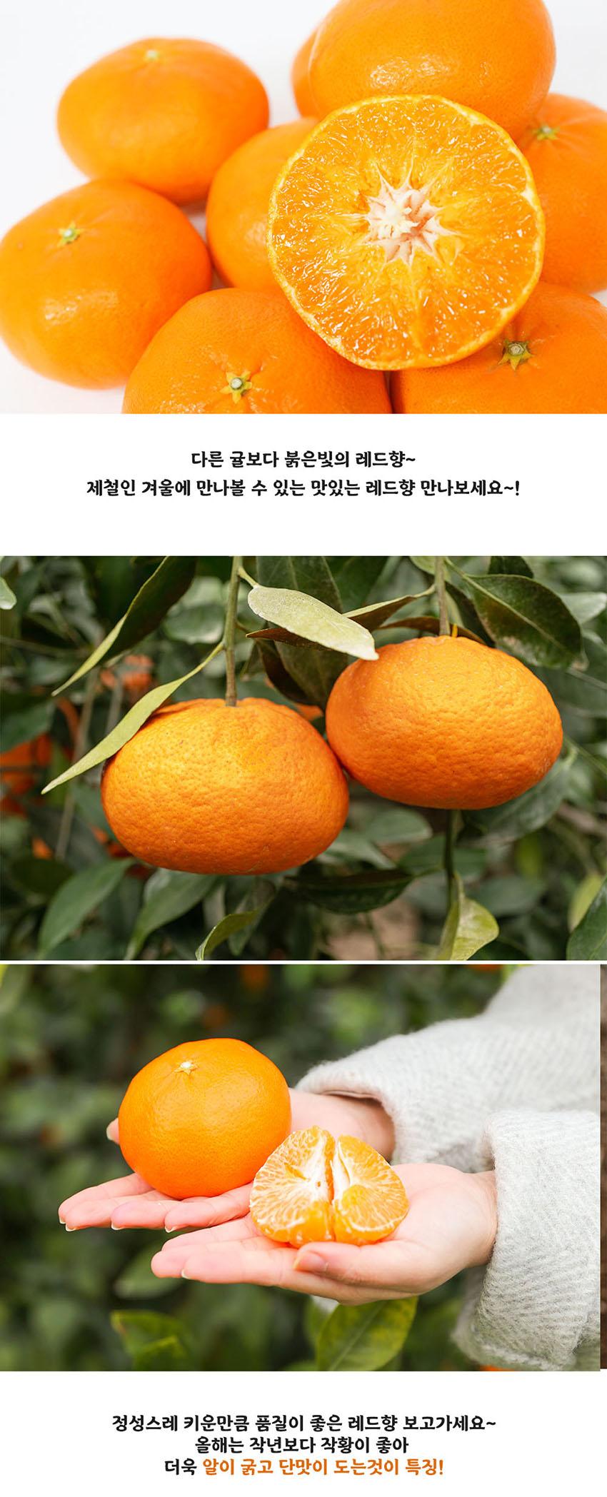 선물고팡 제주 초고당도 명품 레드향 3kg, 5kg