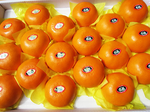 [최남단농장]가뫼물 천혜향 선물용 가정용 실속형