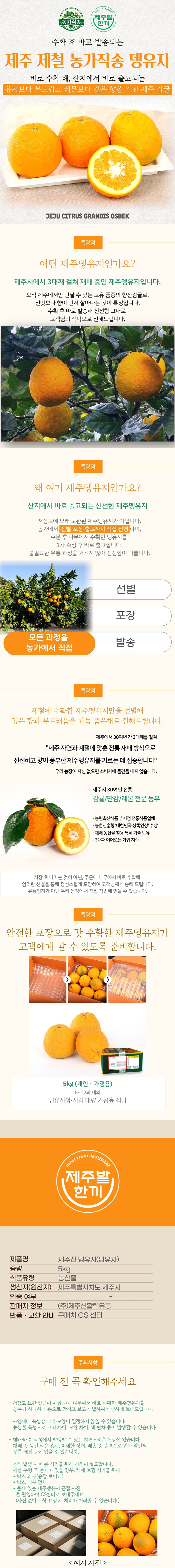 제주산 뎅유지 5kg (당유자·뎅유자) 농가직송 향산감