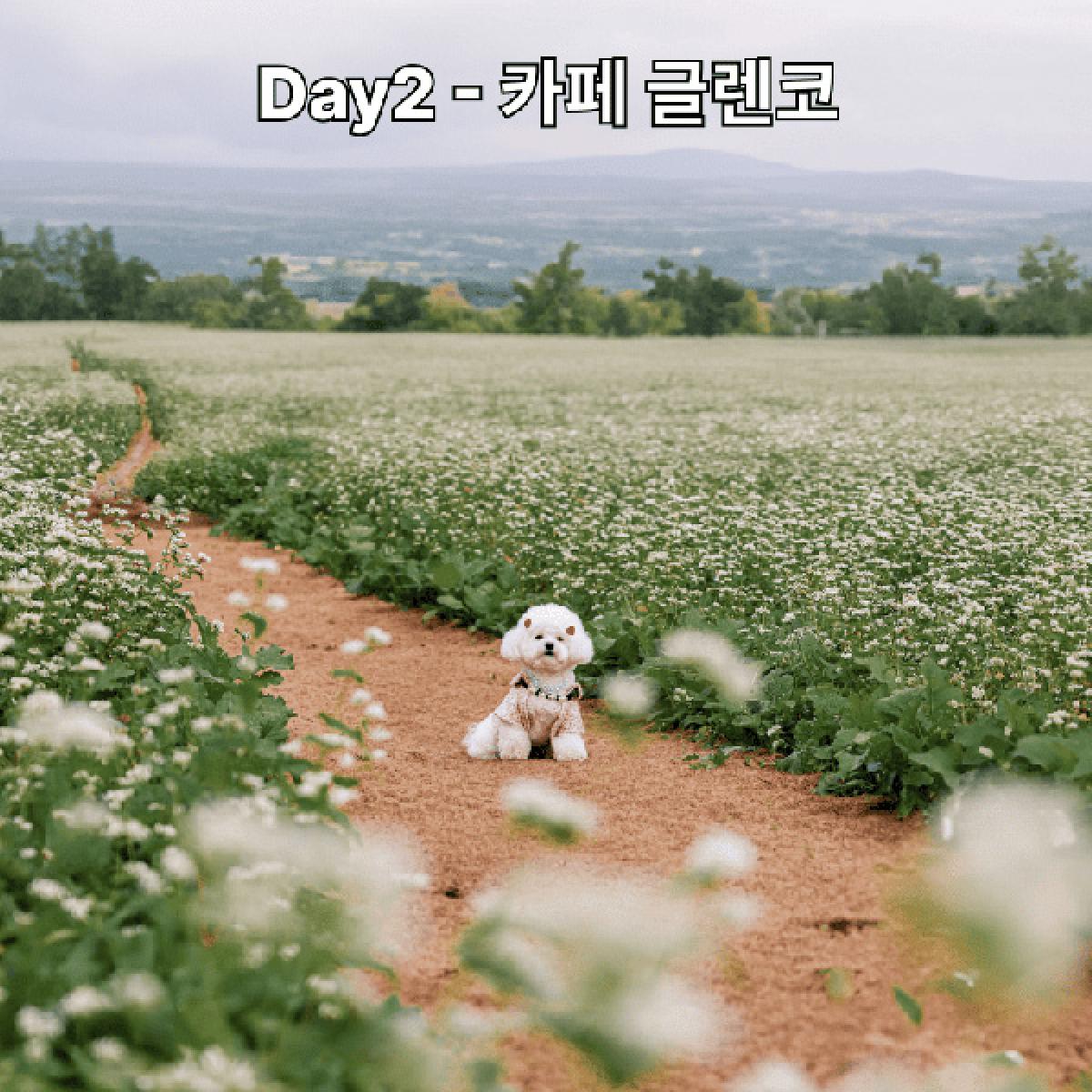 Gobark 반려견 동반 가성비로 즐기는 2박3일 여행