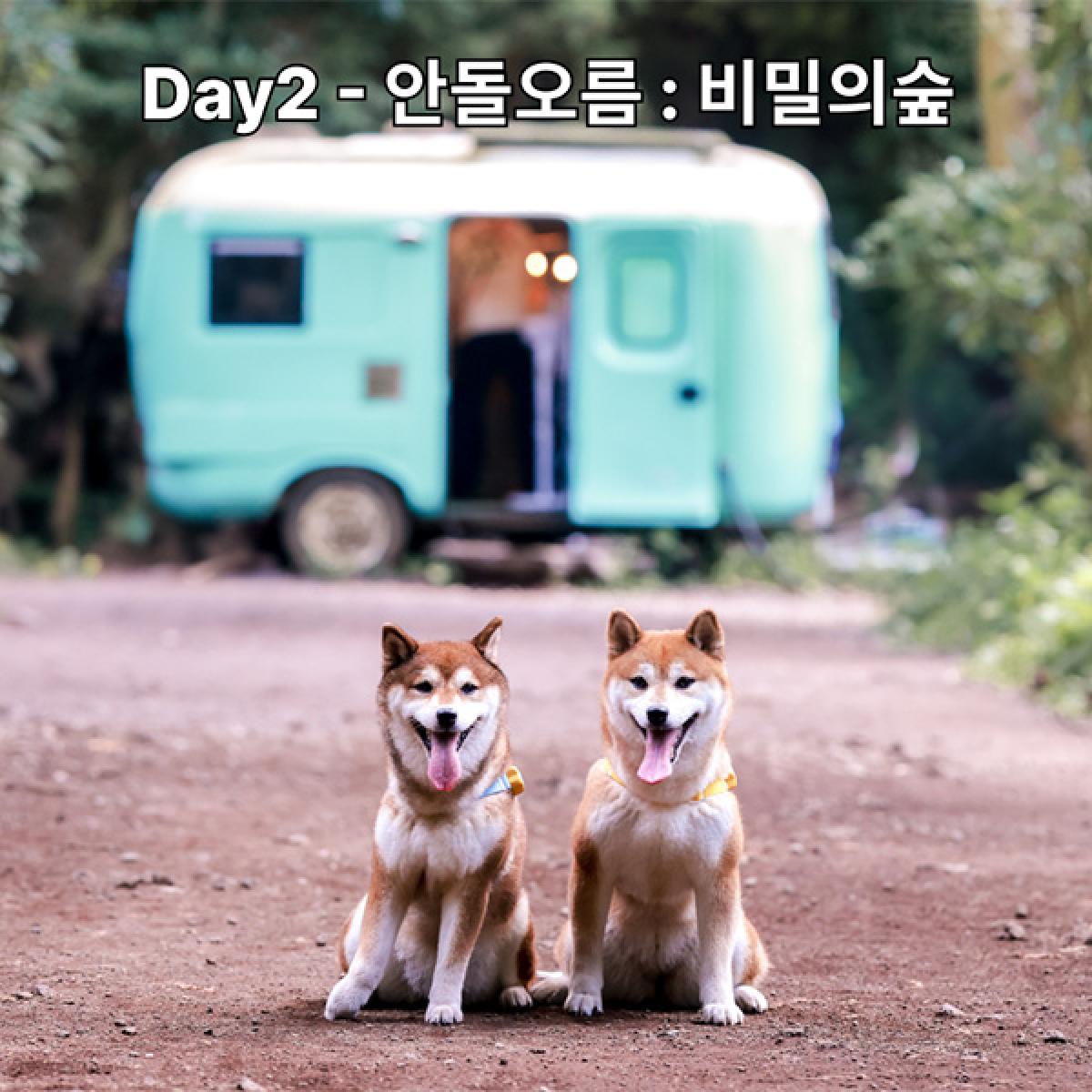 Gobark 반려견 여행의 새로운 기준-2박3일
