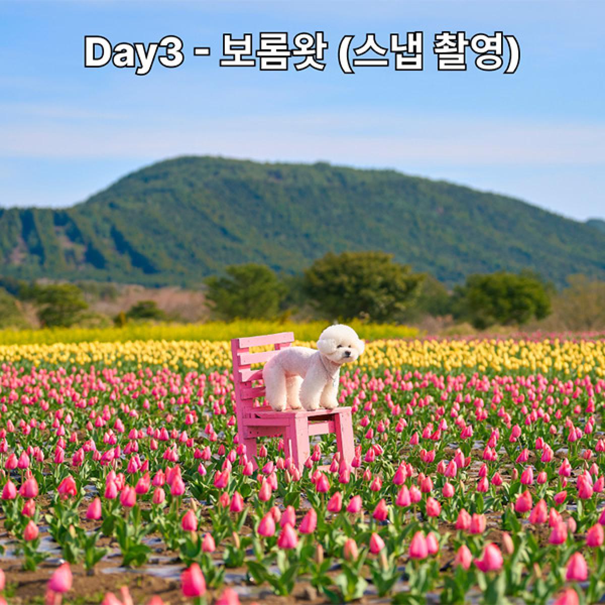 Gobark 반려견 여행의 새로운 기준-2박3일