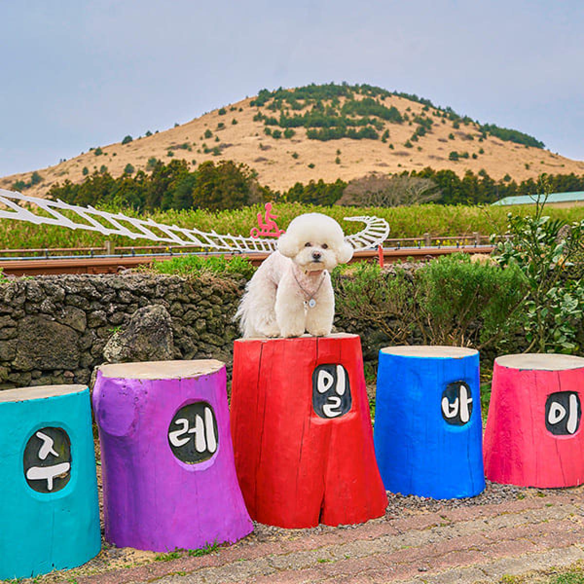 Gobark 반려견 여행의 새로운 기준-2박3일