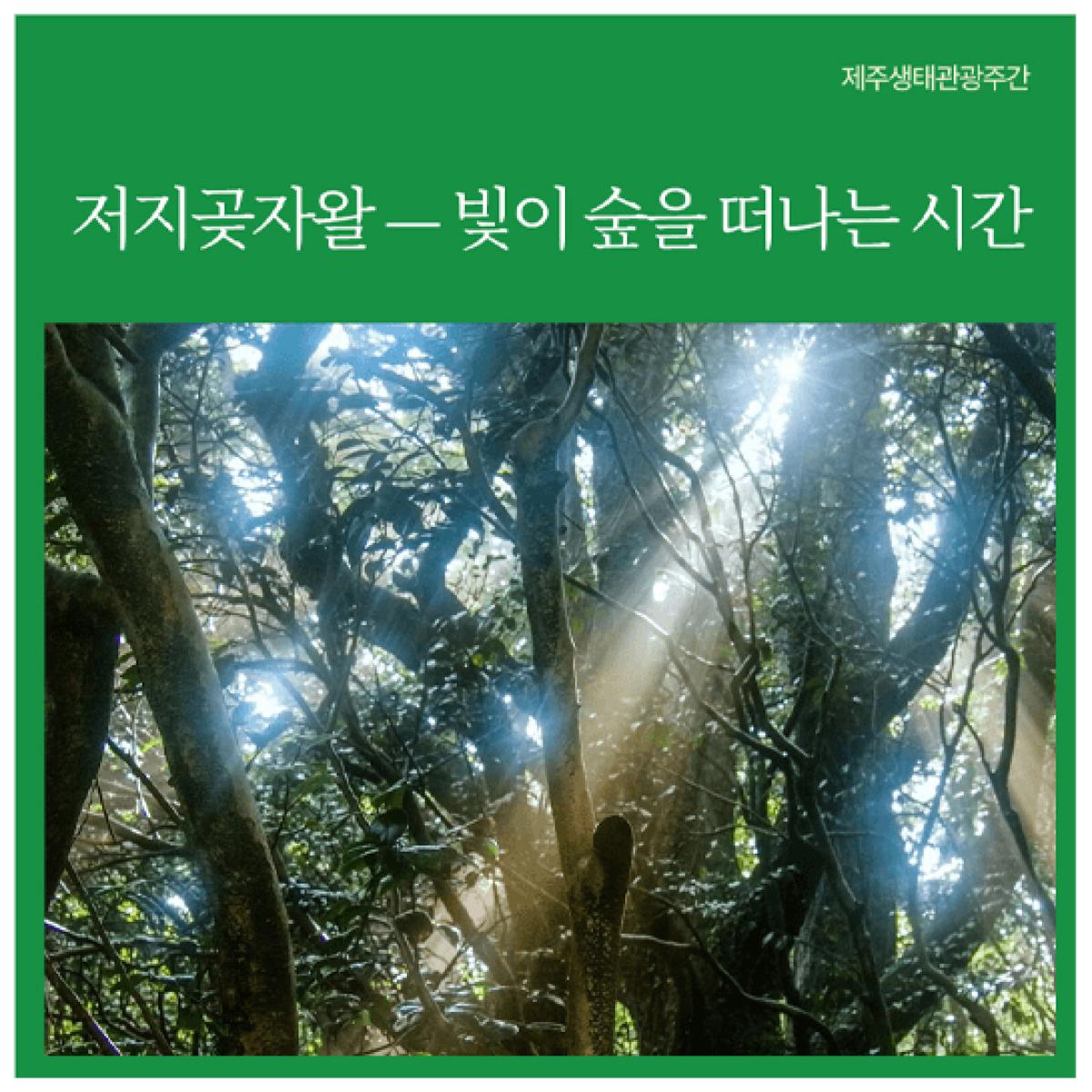 [제주생태관광협회] 저지곶자왈 — 빛이 숲을 떠나는 시