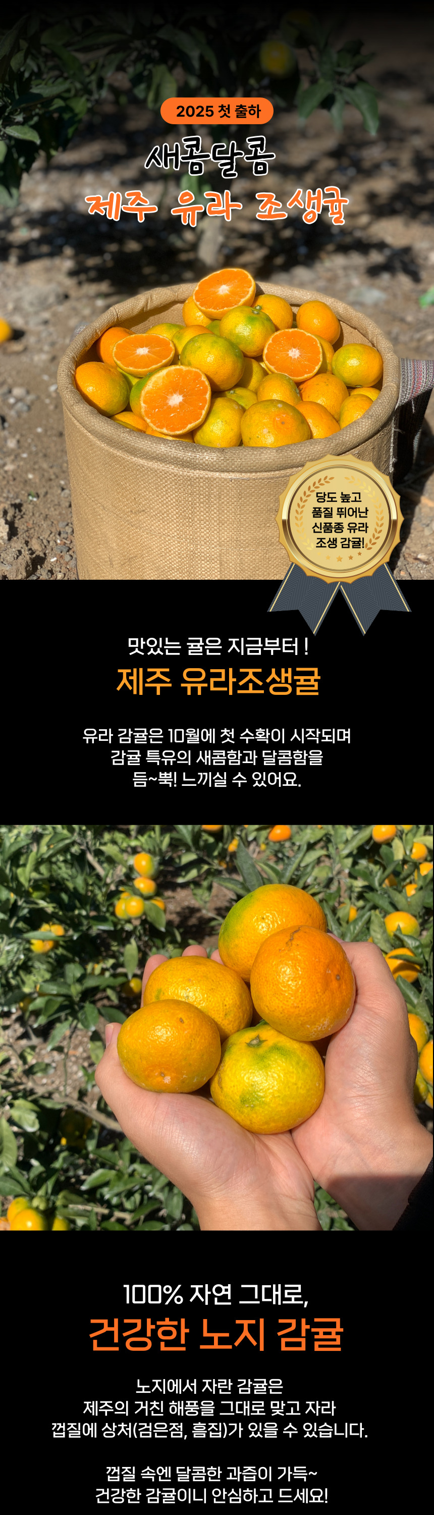 제주 감귤 노지 유라조생귤 서귀포 산지직송 유진팡 상세