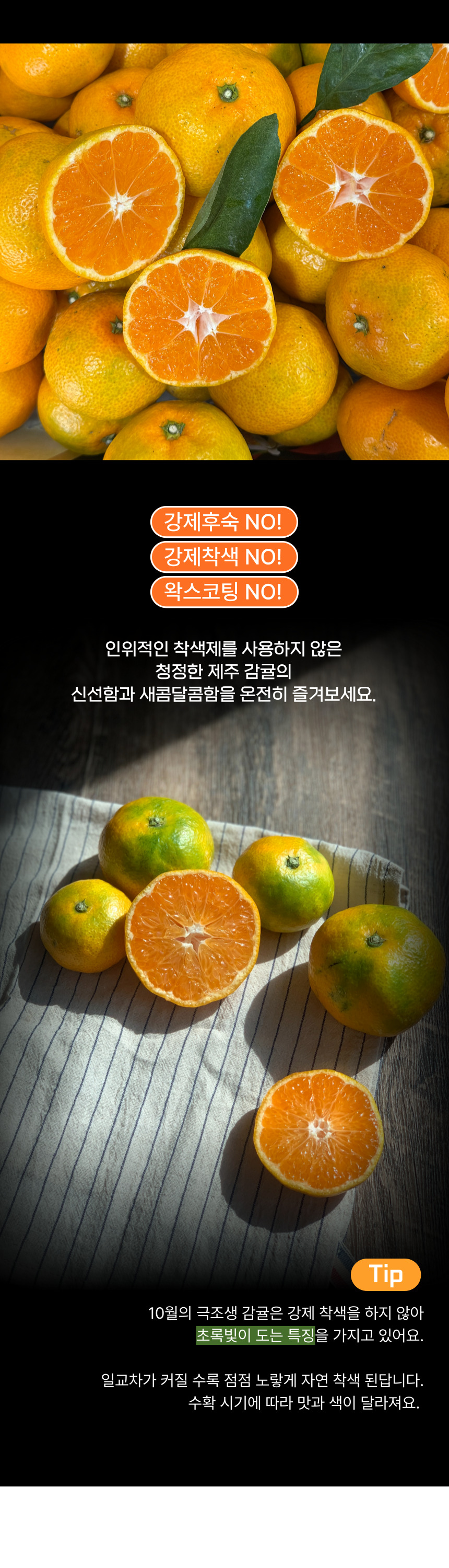 제주 감귤 노지 유라조생귤 서귀포 산지직송 유진팡 상세