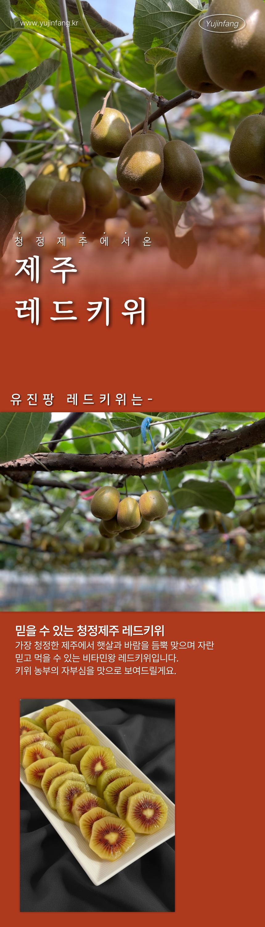 제주 레드키위 고당도 3kg 5kg 산지직송 상세