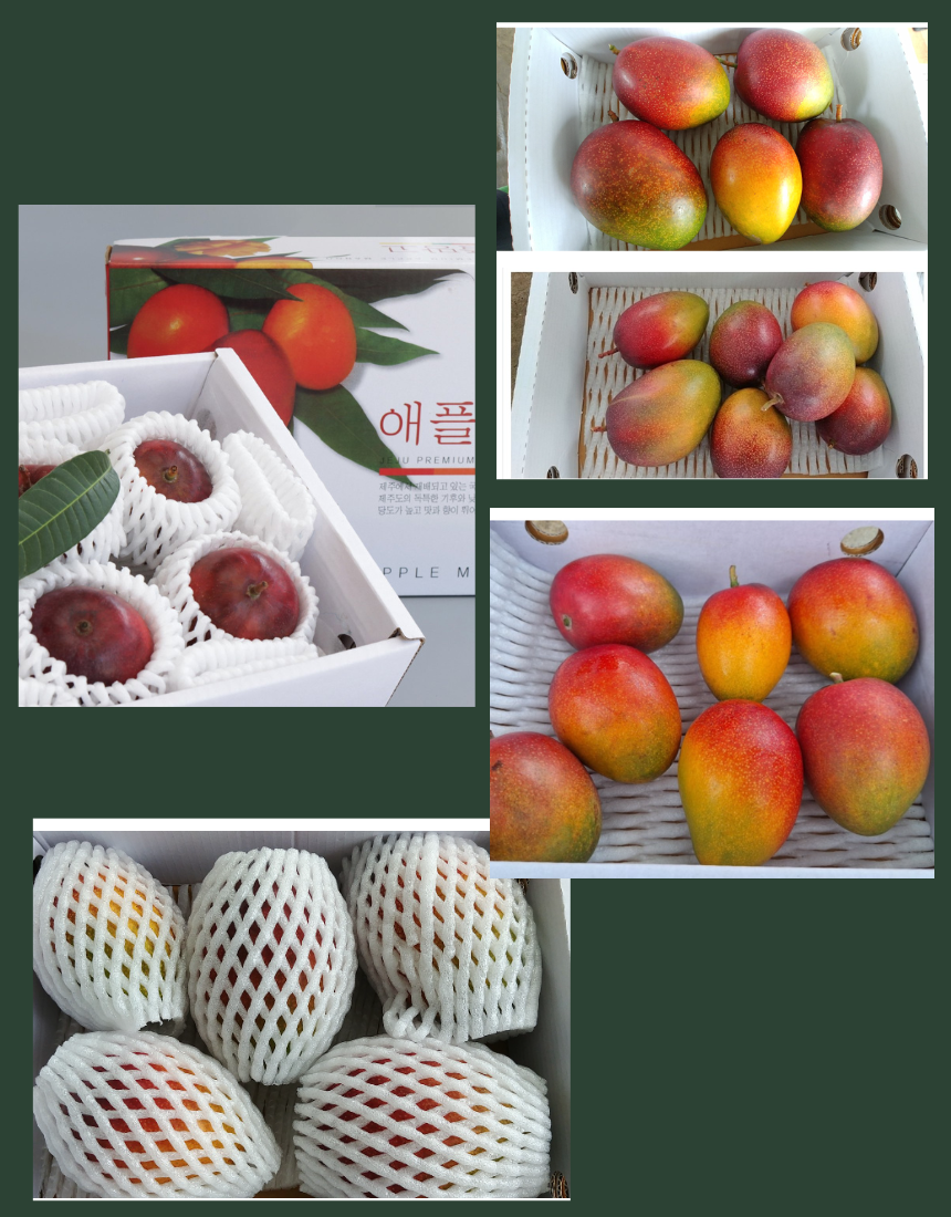 제주애플망고 특상품 선물용 2KG/3KG 상세