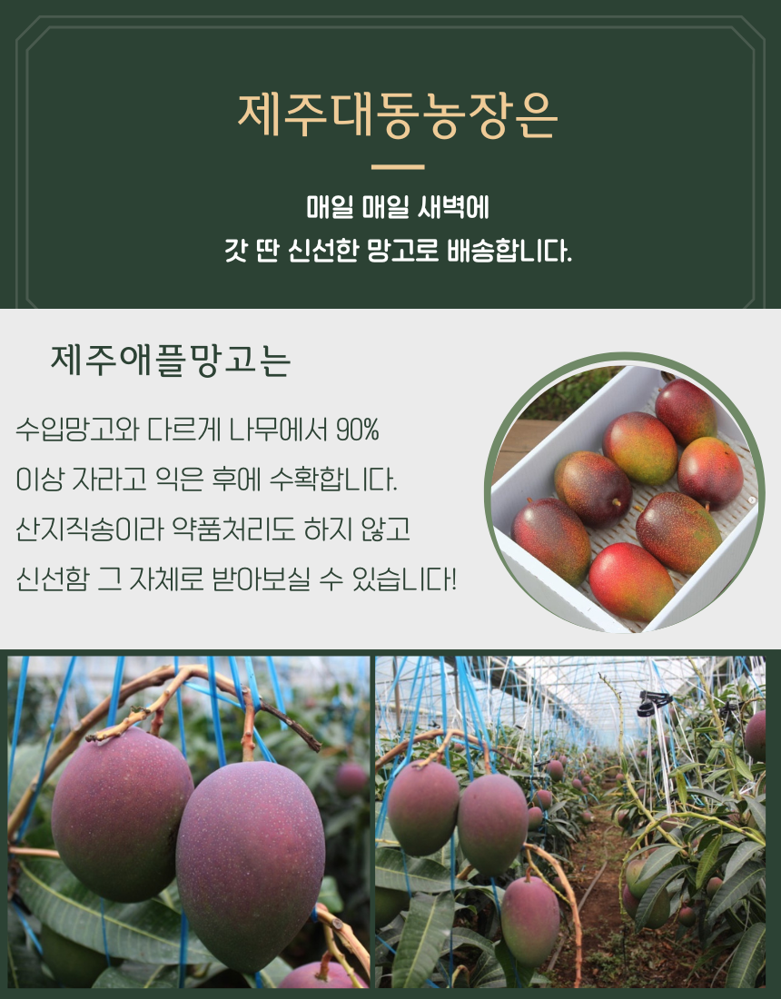 제주애플망고 특상품 선물용 2KG/3KG 상세