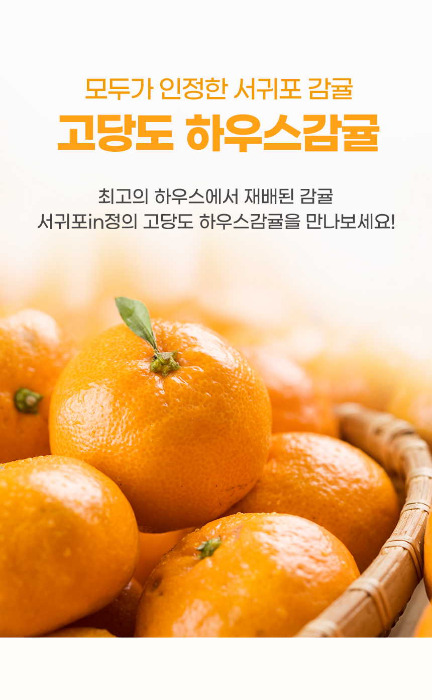 25년 제주 고당도 하우스감귤 2.5kg / 4.5kg 상세