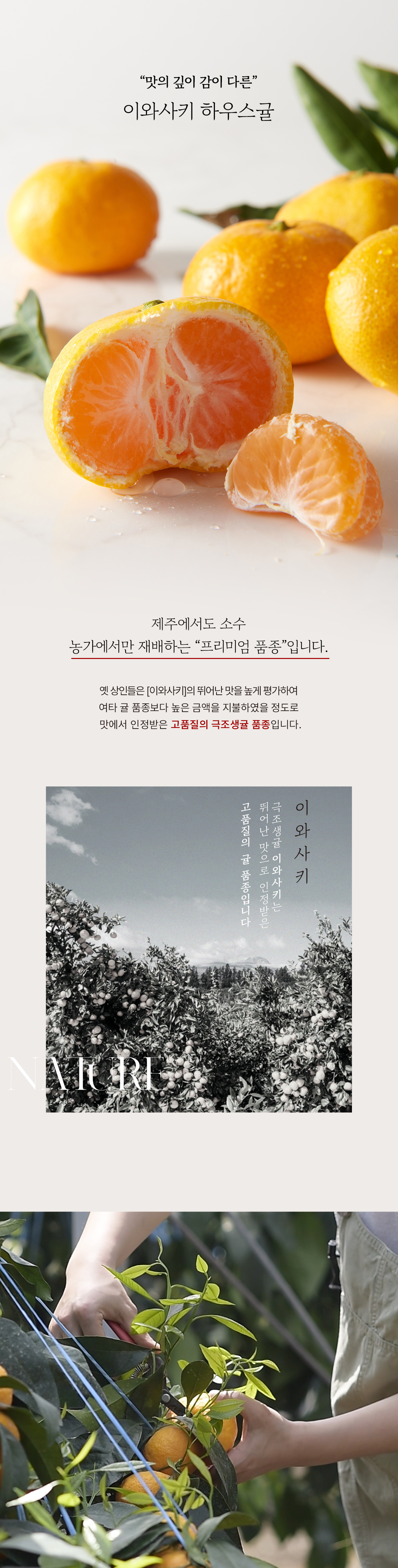 가장 맛있는 귤 품종! 이와사키 하우스귤!