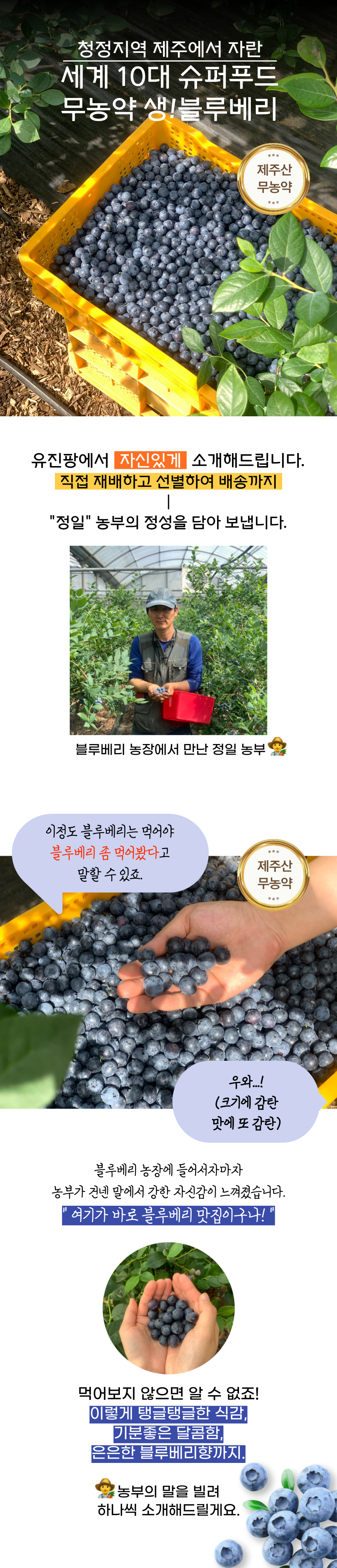 제주산 무농약 블루베리 생과 산지직송