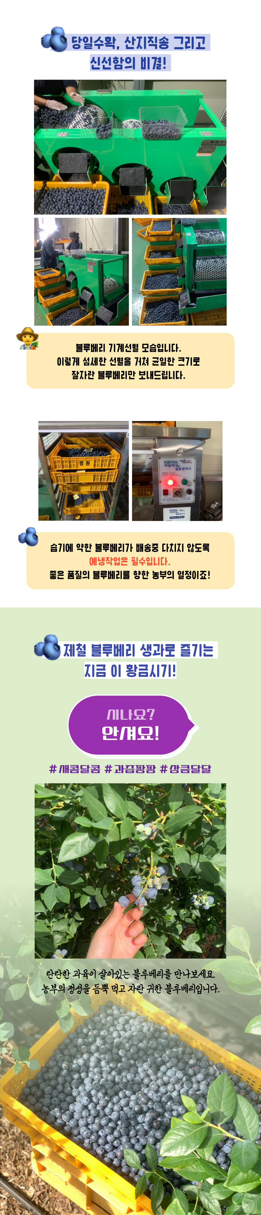 제주산 무농약 블루베리 생과 산지직송