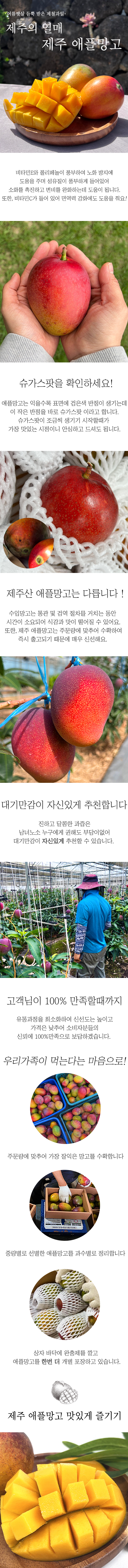 [대기만감] 제주 애플망고 미니애플망고 여름제철 선물용