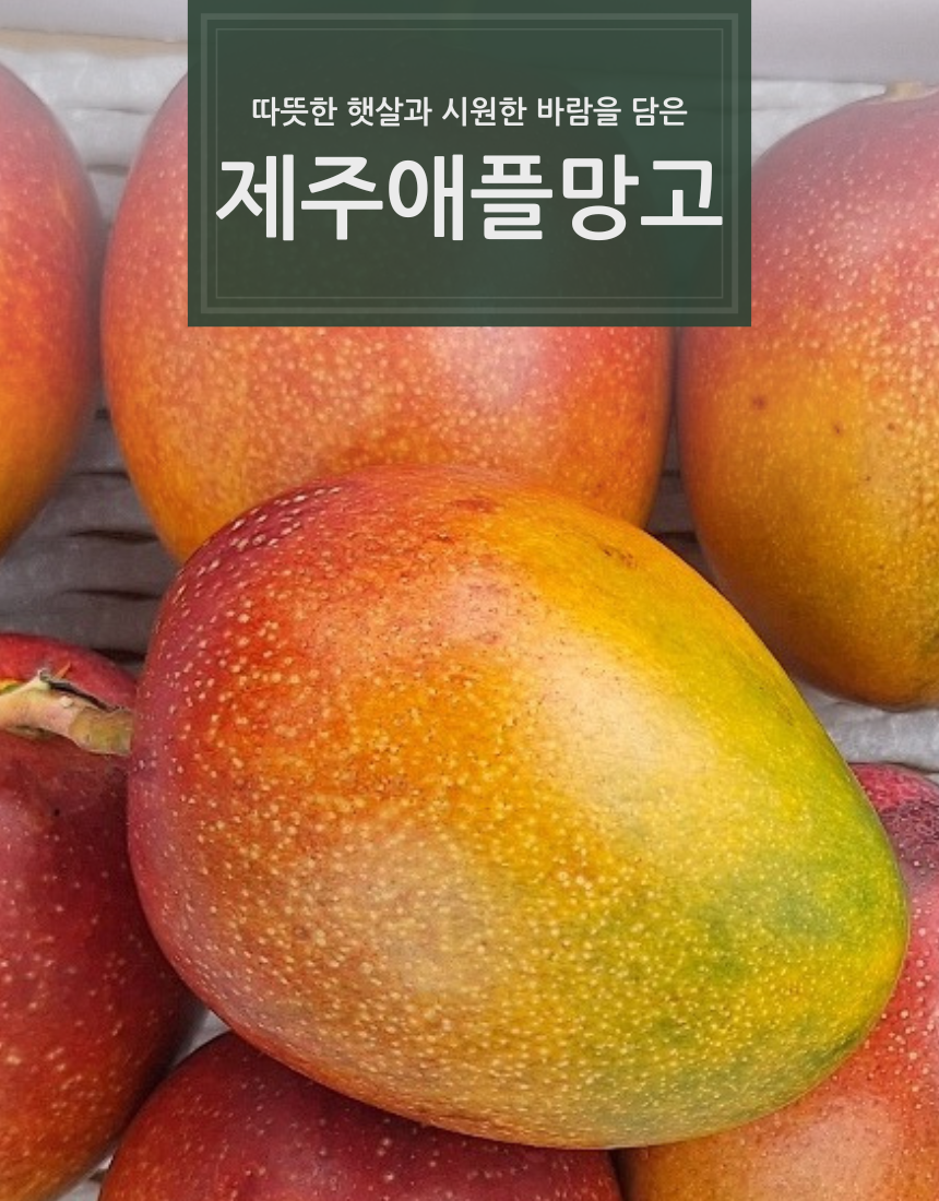제주애플망고 특상품 선물용 2KG/3KG