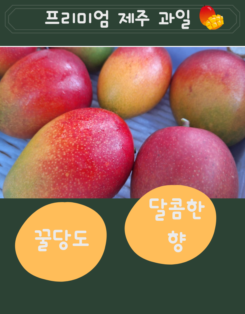 제주애플망고 특상품 선물용 2KG/3KG