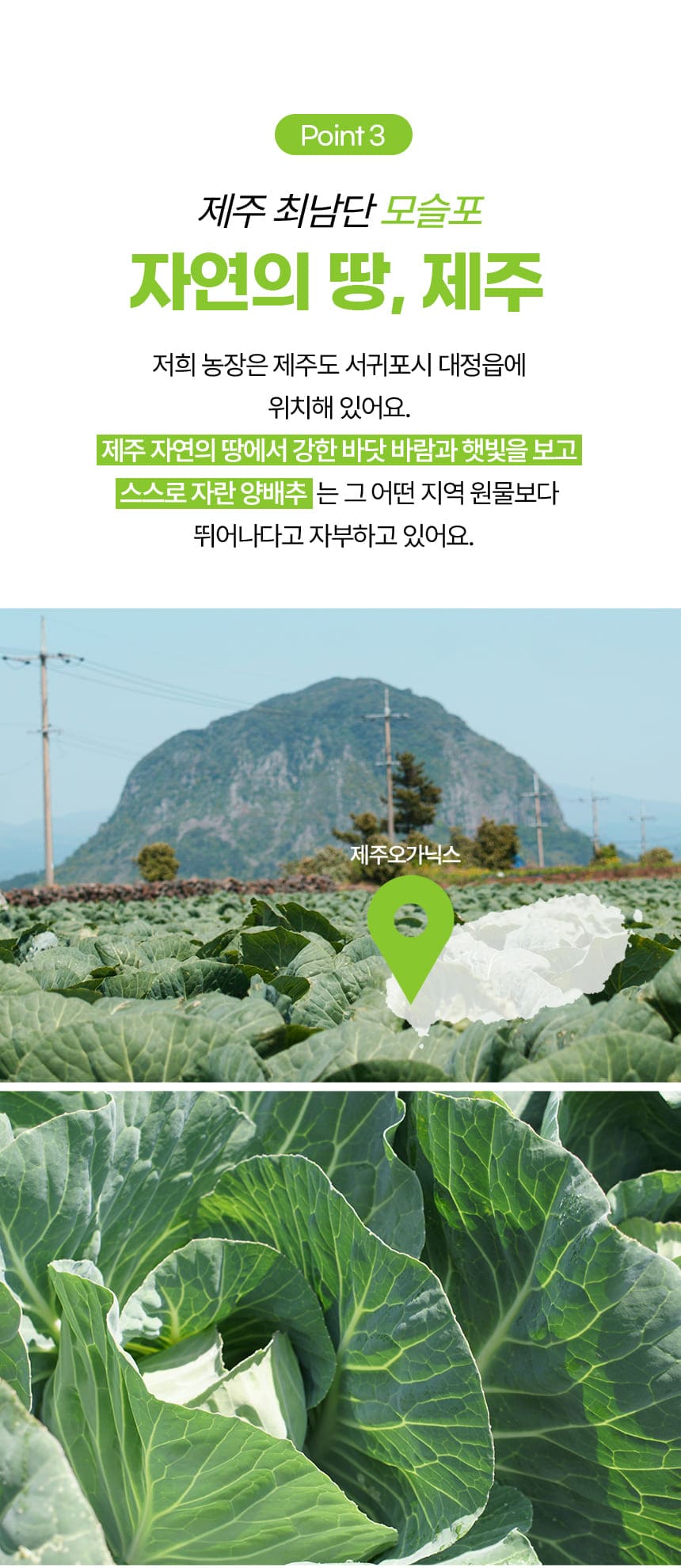 제주유기농 양배추 3kg 6kg(11/25~순차출고)