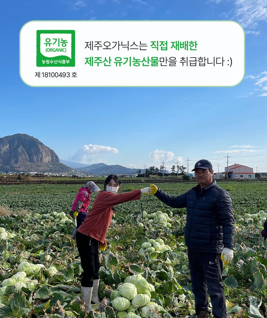 제주유기농 양배추 3kg 6kg(11/25~순차출고)
