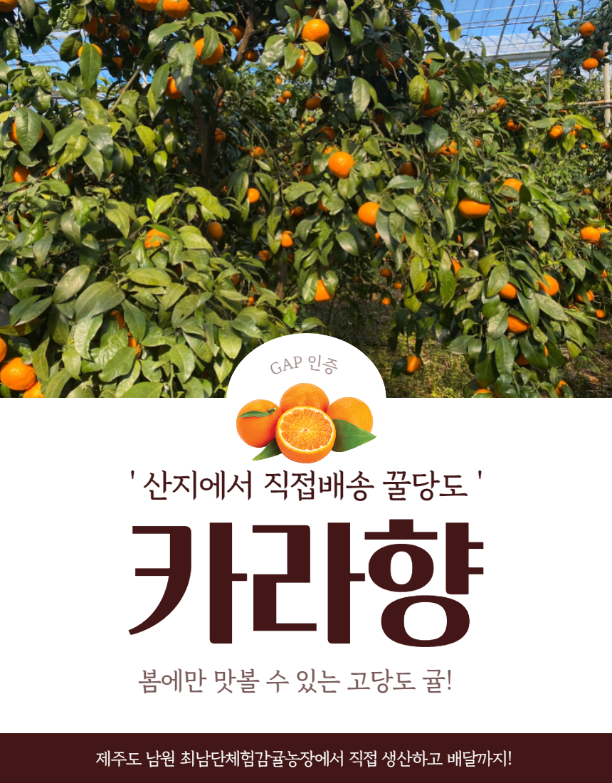[최남단농장]선물용 카라향 3kg 5kg