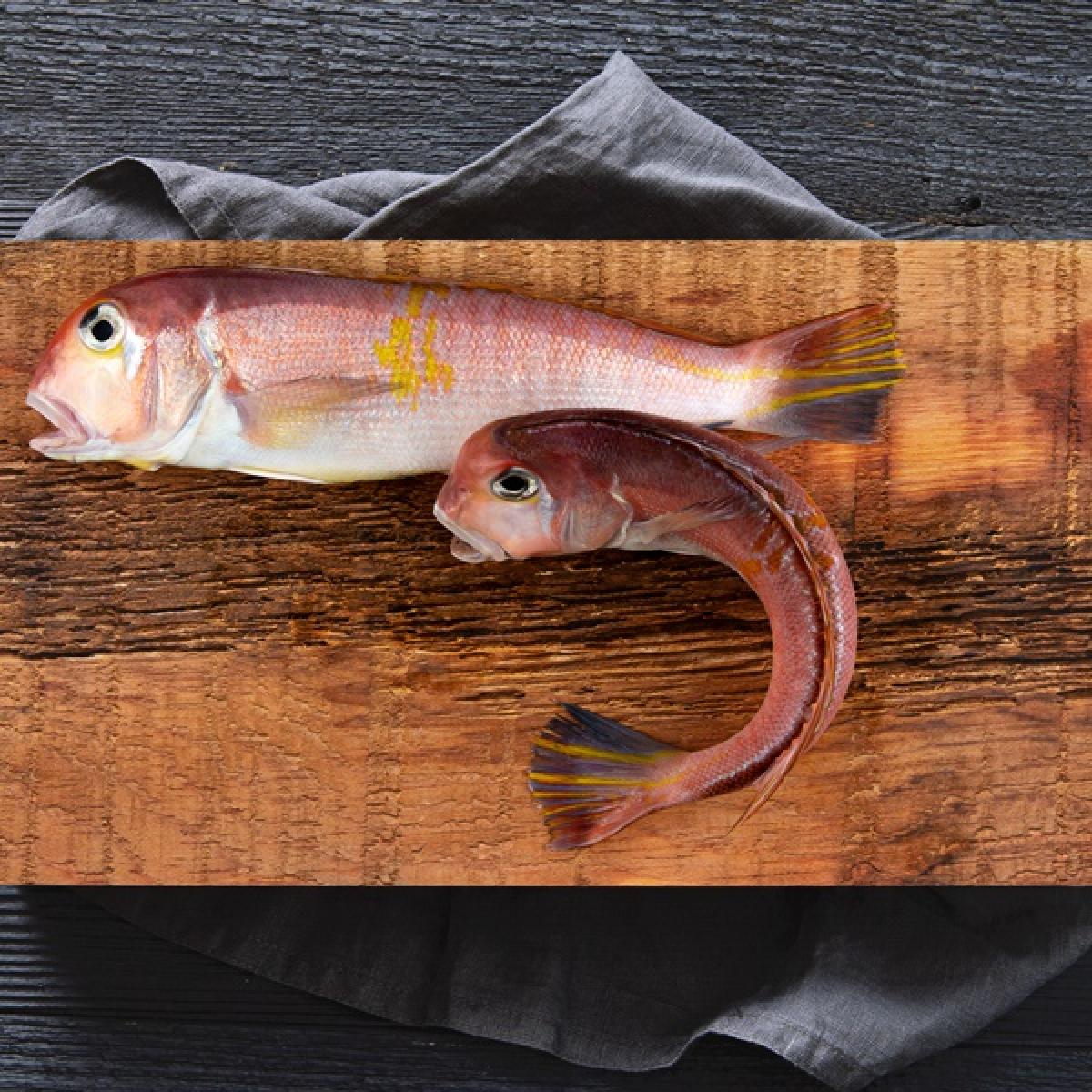 참옥돔(만족형) 1Kg 4마리 대