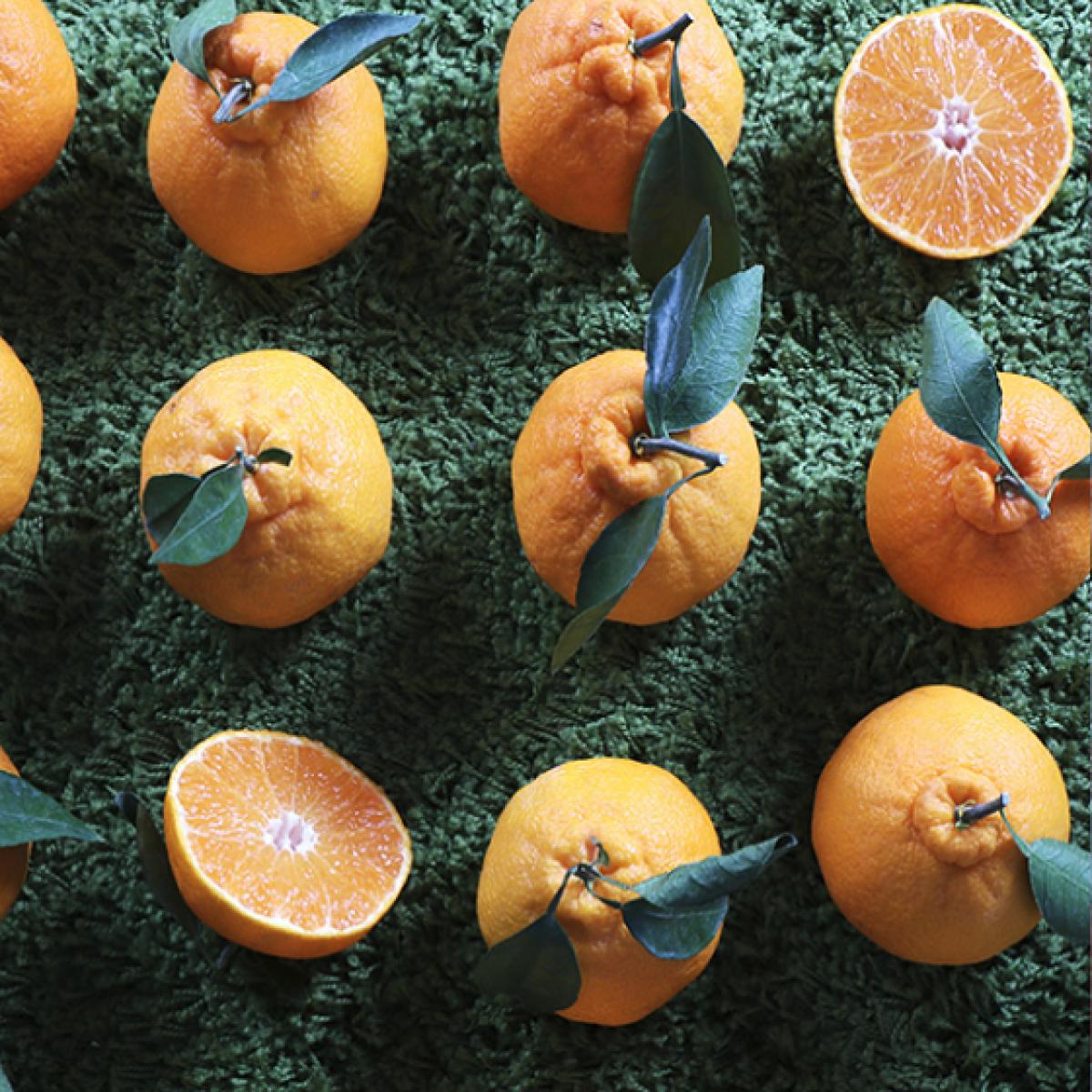 <현가원>한라봉5kg(선물용)