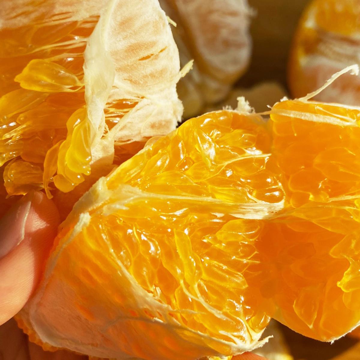 [올바른]고당도 한라봉(12~15brix)