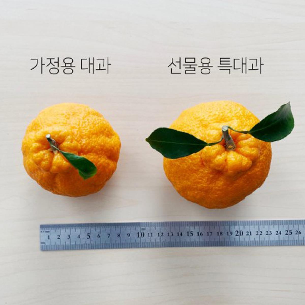 올바른 한라봉3kg,5kg