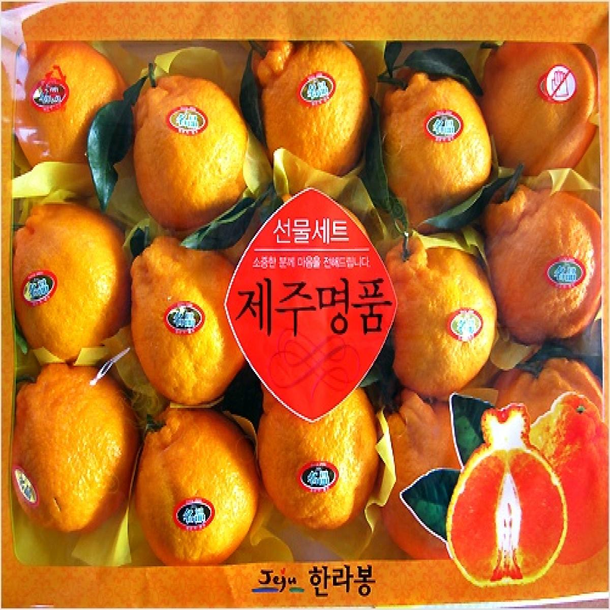 [최남단농장]선물용 제주명품 한라봉