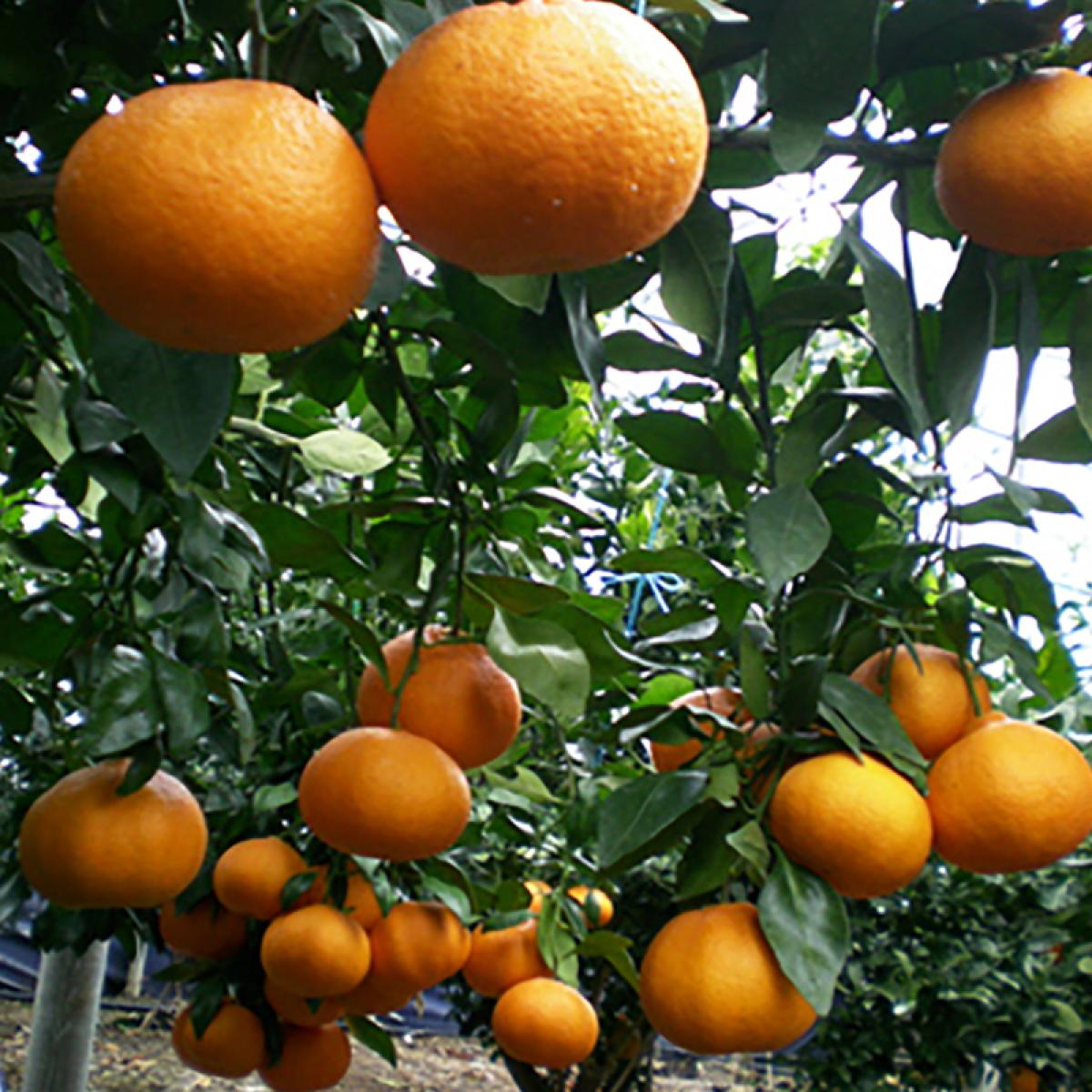 [최남단농장]선물용 제주명품 레드향