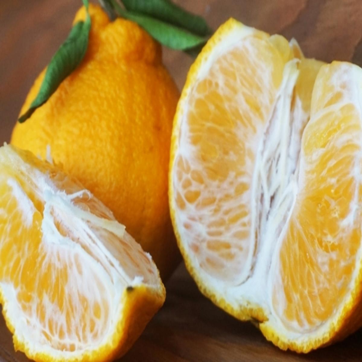 [유진팡] 제주 한라봉 2.5kg 4.5kg 가정용