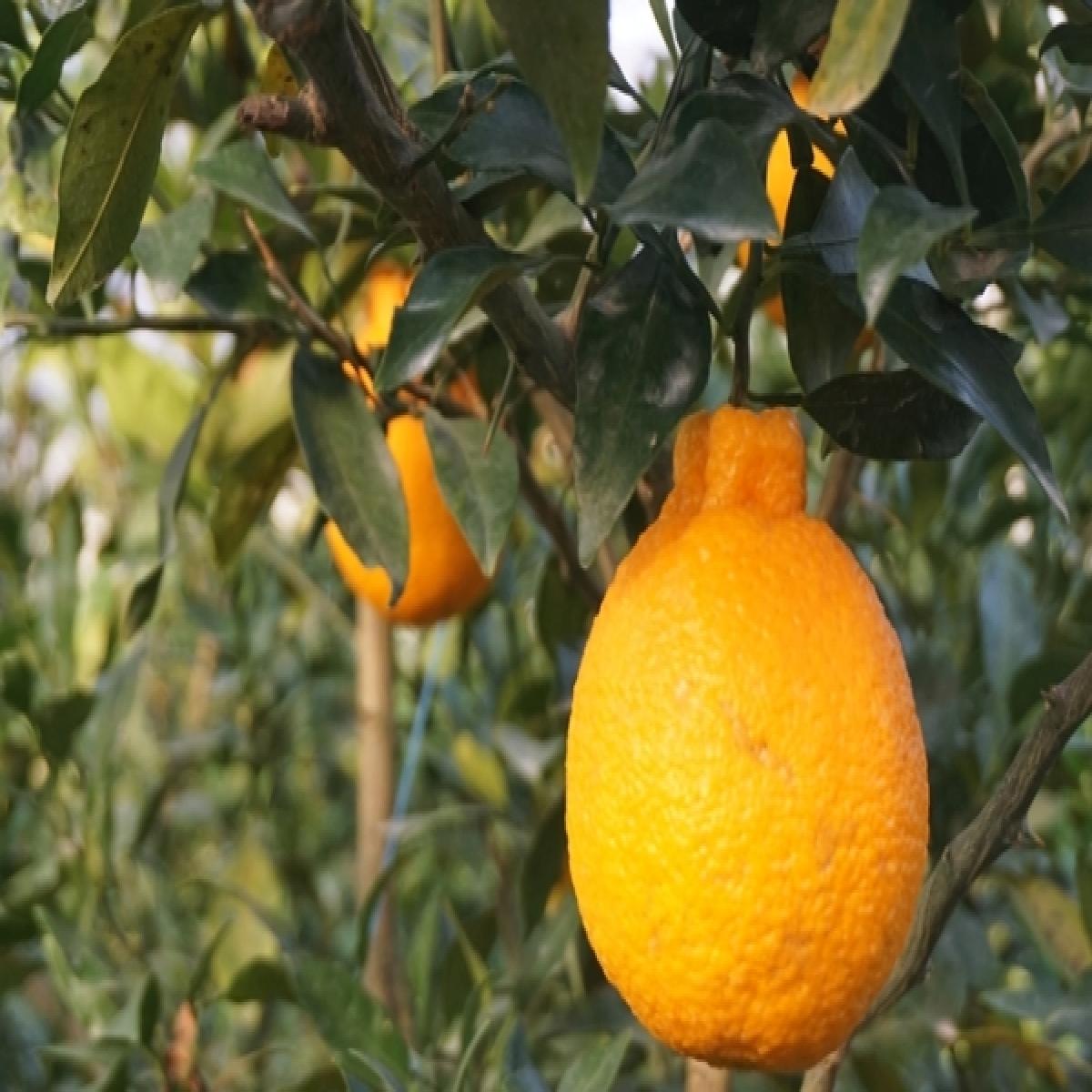 [유진팡] 제주 한라봉 2.5kg 4.5kg 가정용