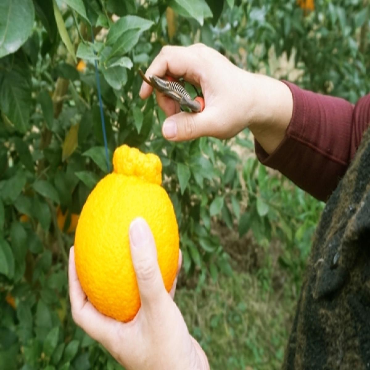 [유진팡] 제주 한라봉 2.5kg 4.5kg 가정용
