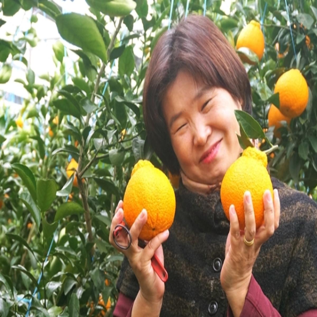 [유진팡] 제주 한라봉 2.5kg 4.5kg 가정용