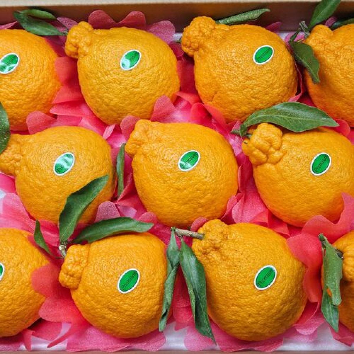 [유진팡] 제주 한라봉 2.5/4.5/9kg 가정용