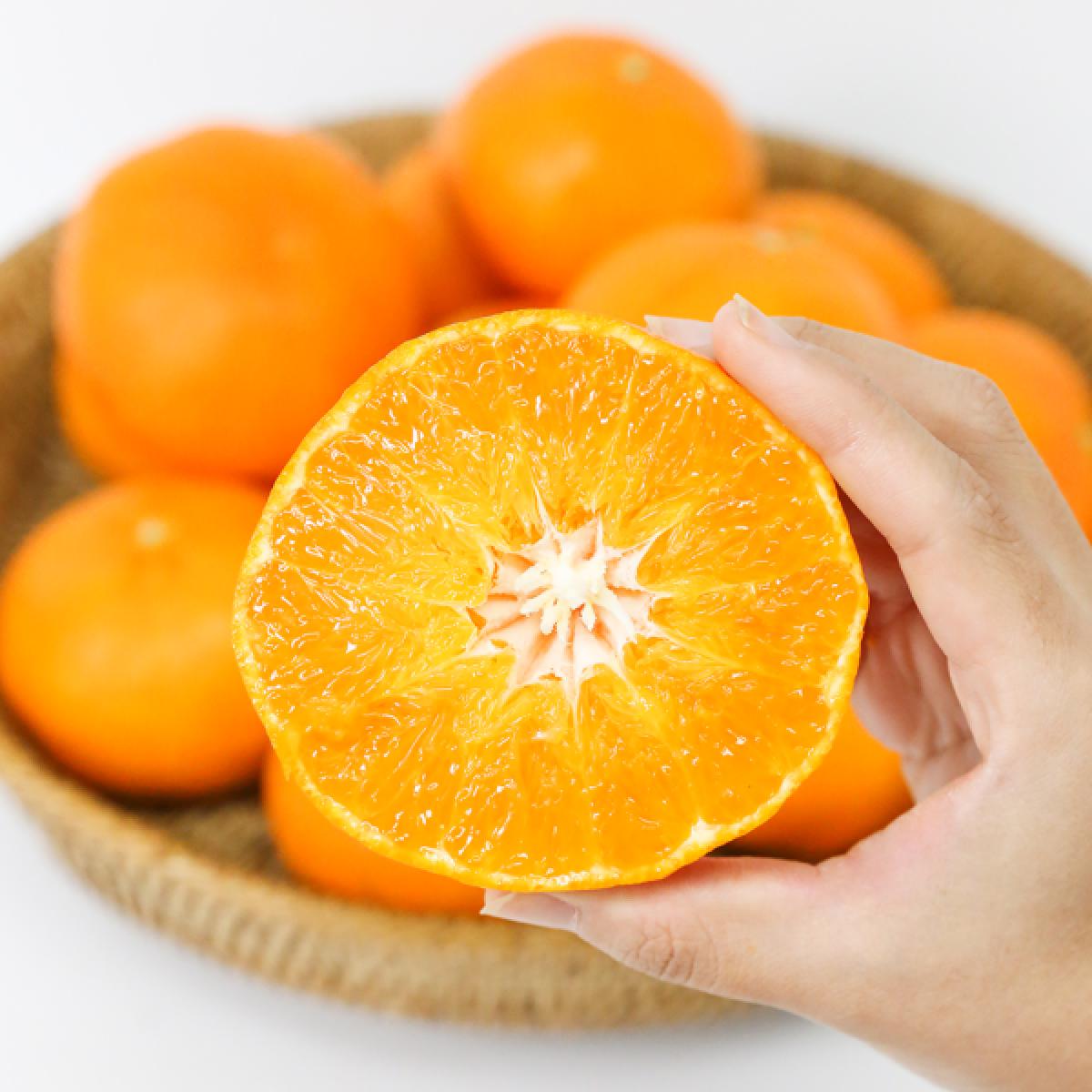 선물고팡 제주 초고당도 명품 레드향 3kg, 5kg