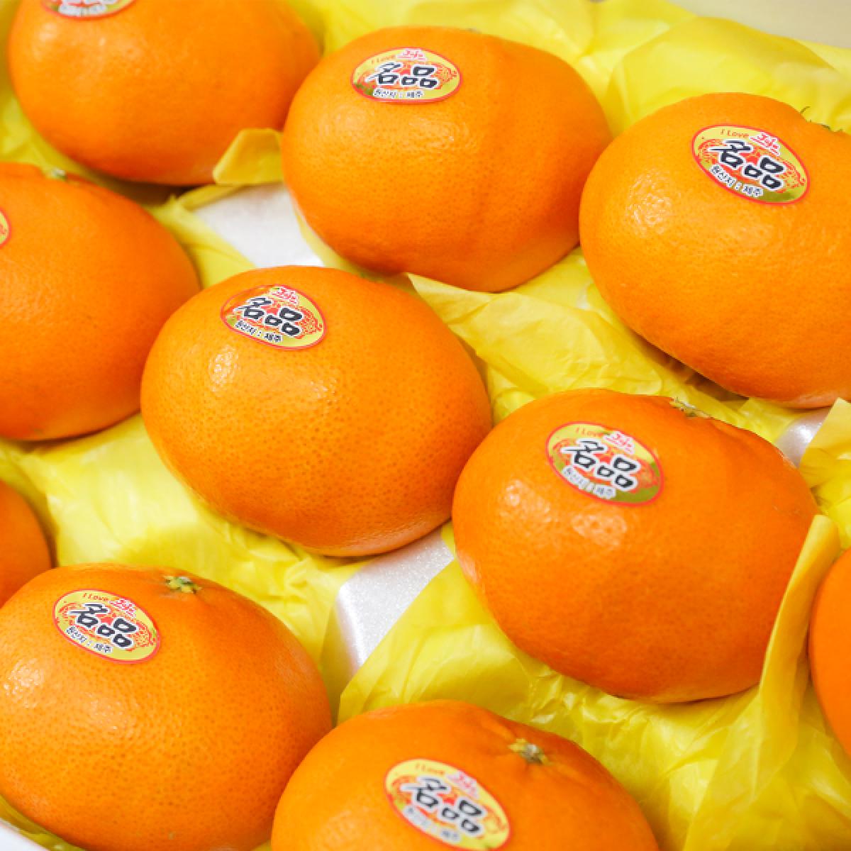 선물고팡 제주 초고당도 명품 레드향 3kg, 5kg