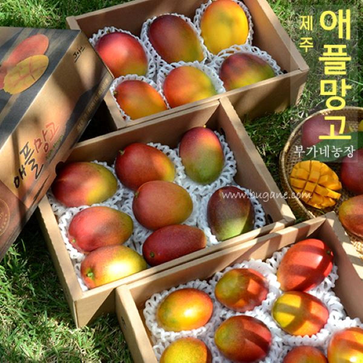 제주 애플망고 3kg