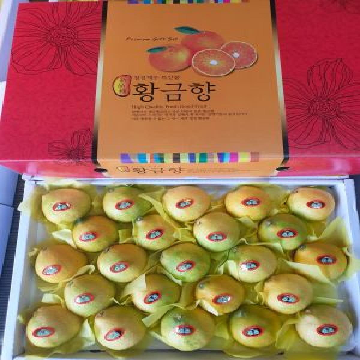 가뫼물 최남단농장 황금향 3kg 5kg 선물