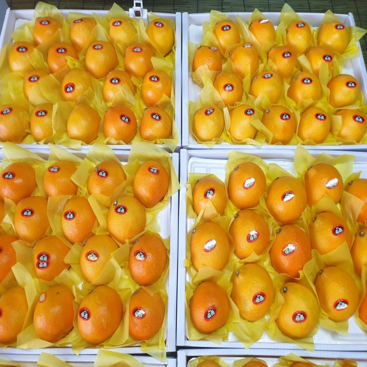 가뫼물 최남단농장 특가 비가림황금향 3kg 5kg 선물