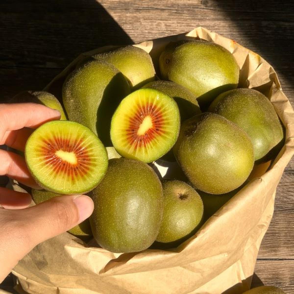 제주 레드키위 고당도 키위 2.5kg 5kg 산지직송