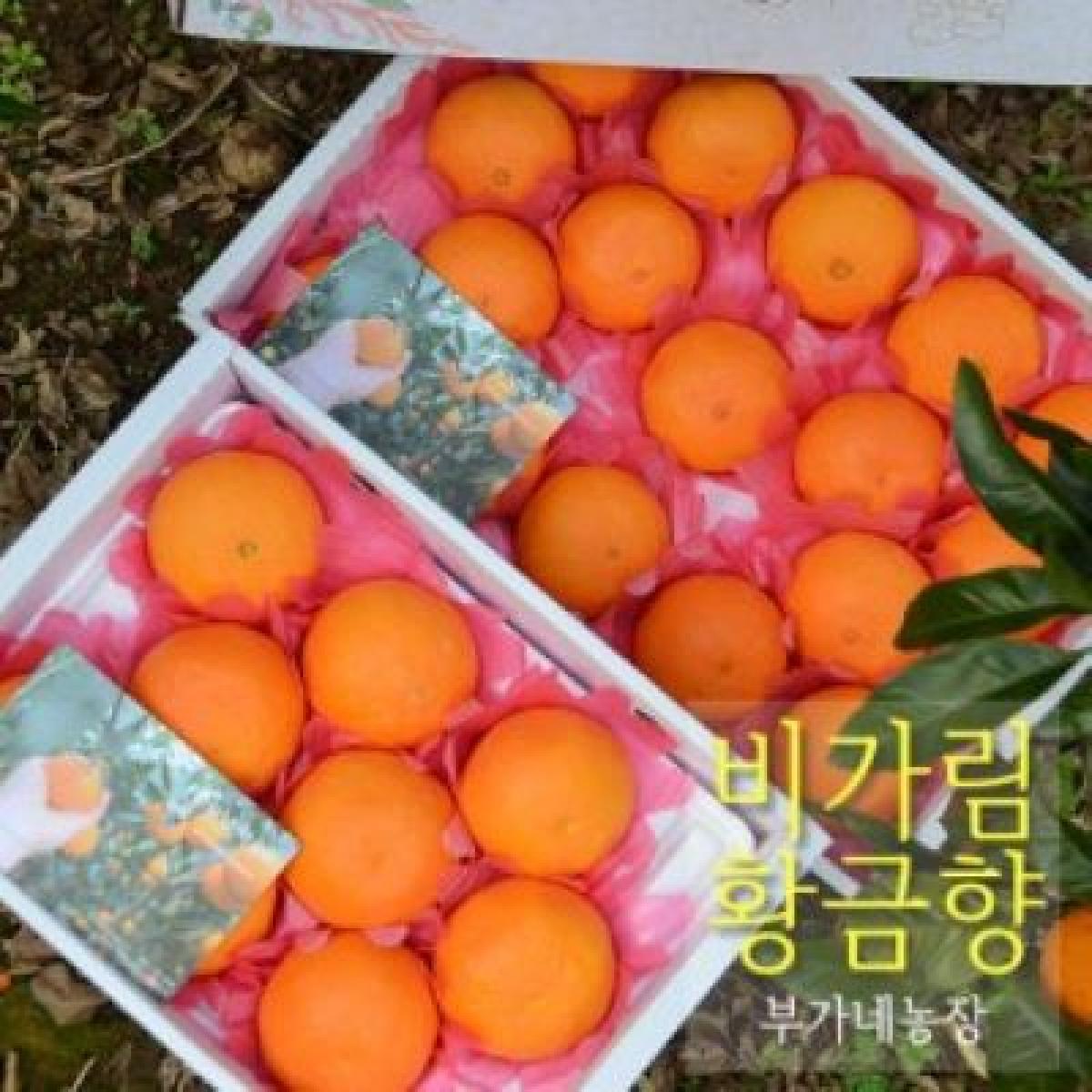 [25년] 비가림 황금향 [선물용]