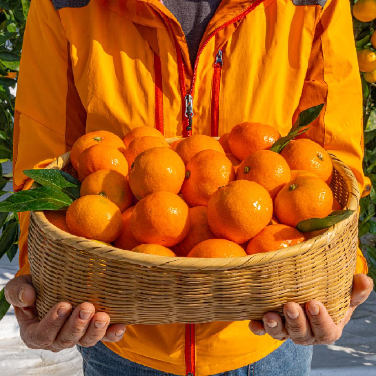 [로드제주]타이벡 감귤(14브릭스 보장 고당도)