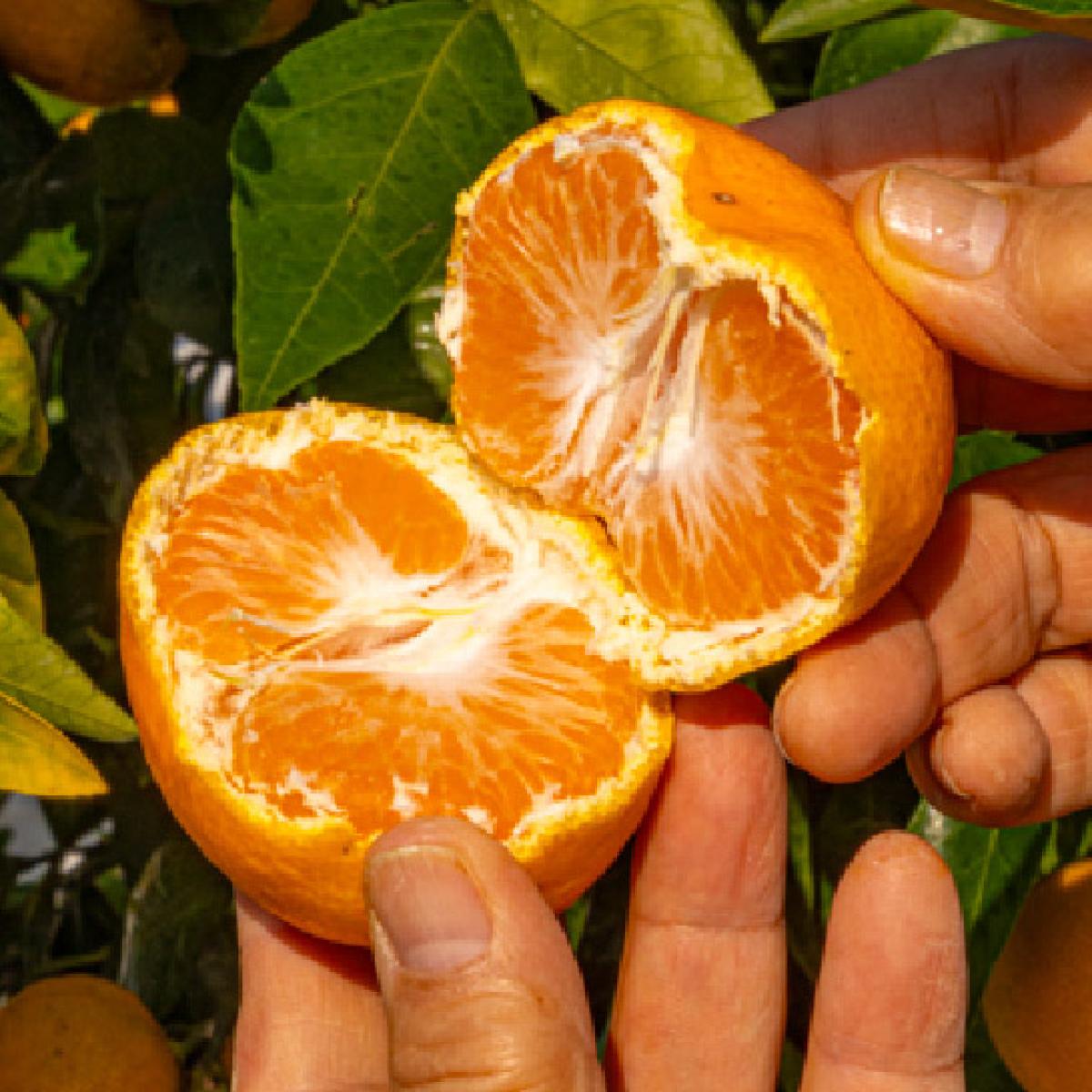 [로드제주]타이벡 감귤(14브릭스 보장 고당도)