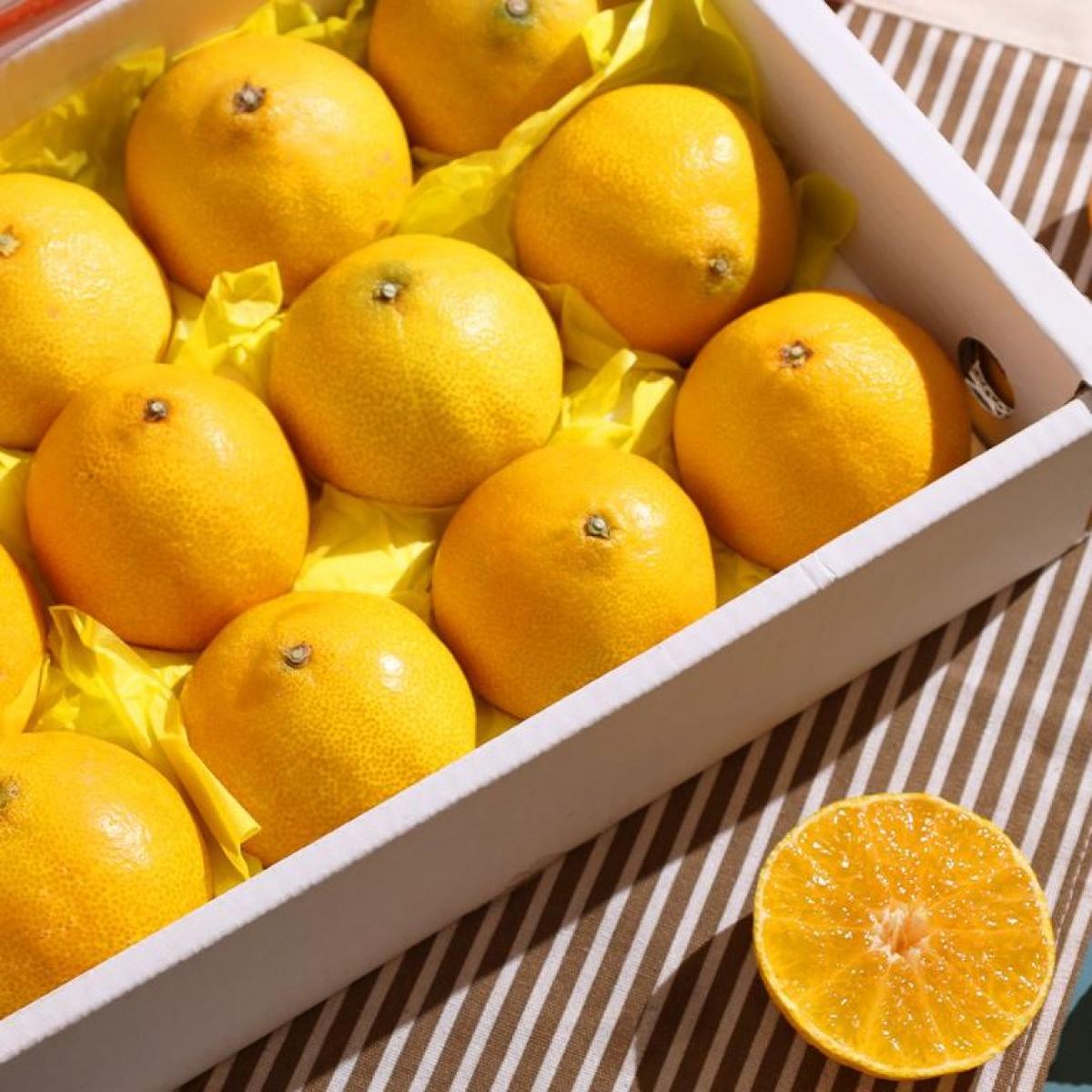 🧡신선🧡 과즙팡팡 고당도 황금향3kg ,5kg