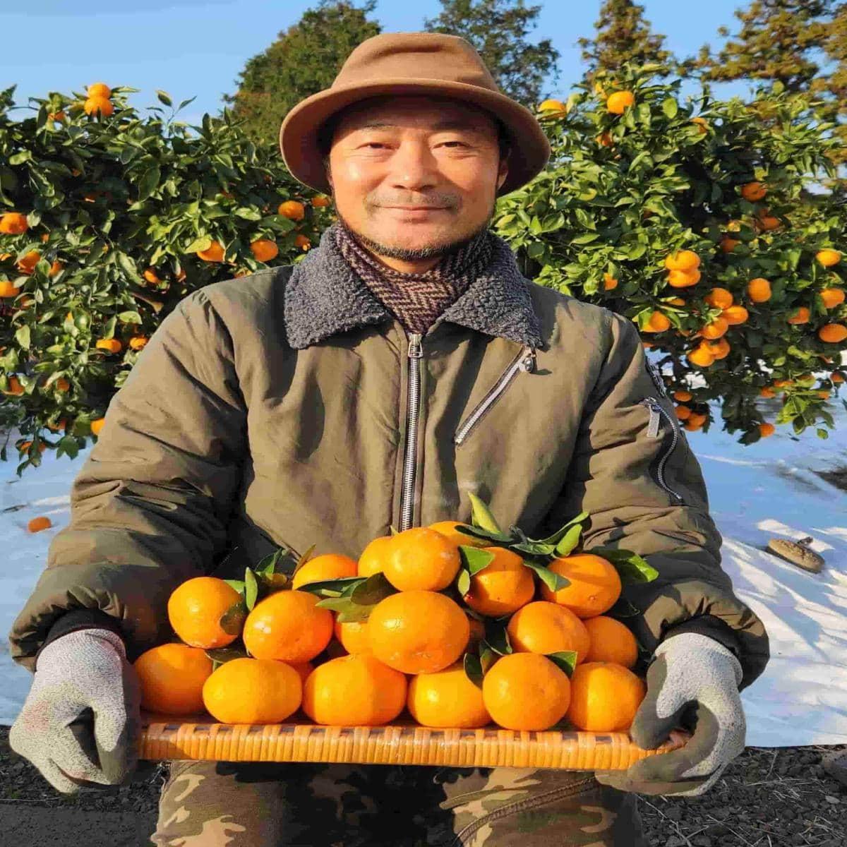[드림농원]노지 황금향