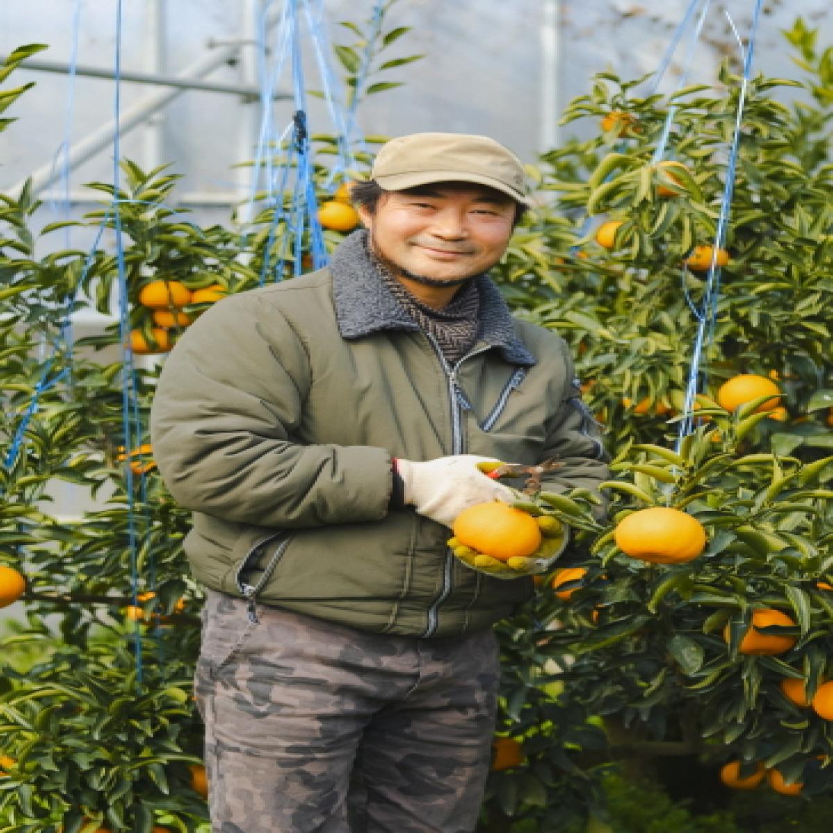 [드림농원]하우스 황금향