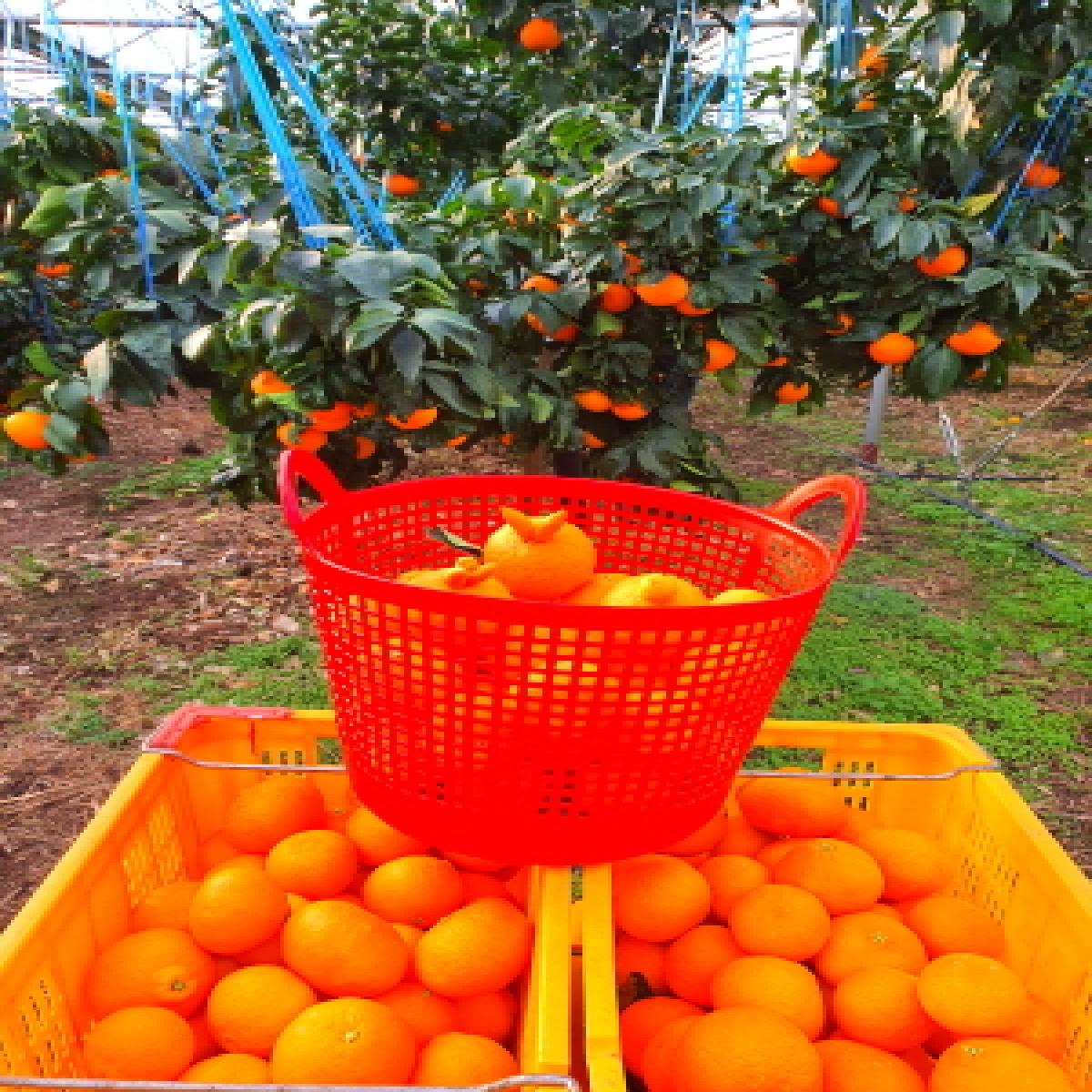 [드림농원]하우스 황금향